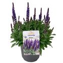 Bild von VP Salvia Nemerosa P19 compact dark blue